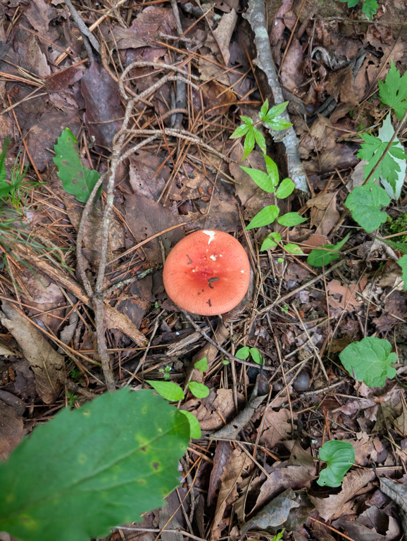 Karuizawa Nature School 0033