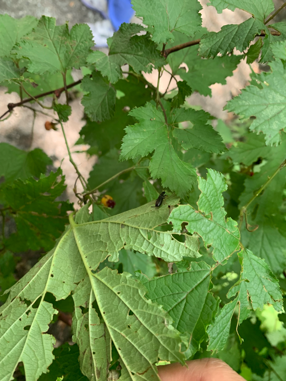 Karuizawa Nature School 0025